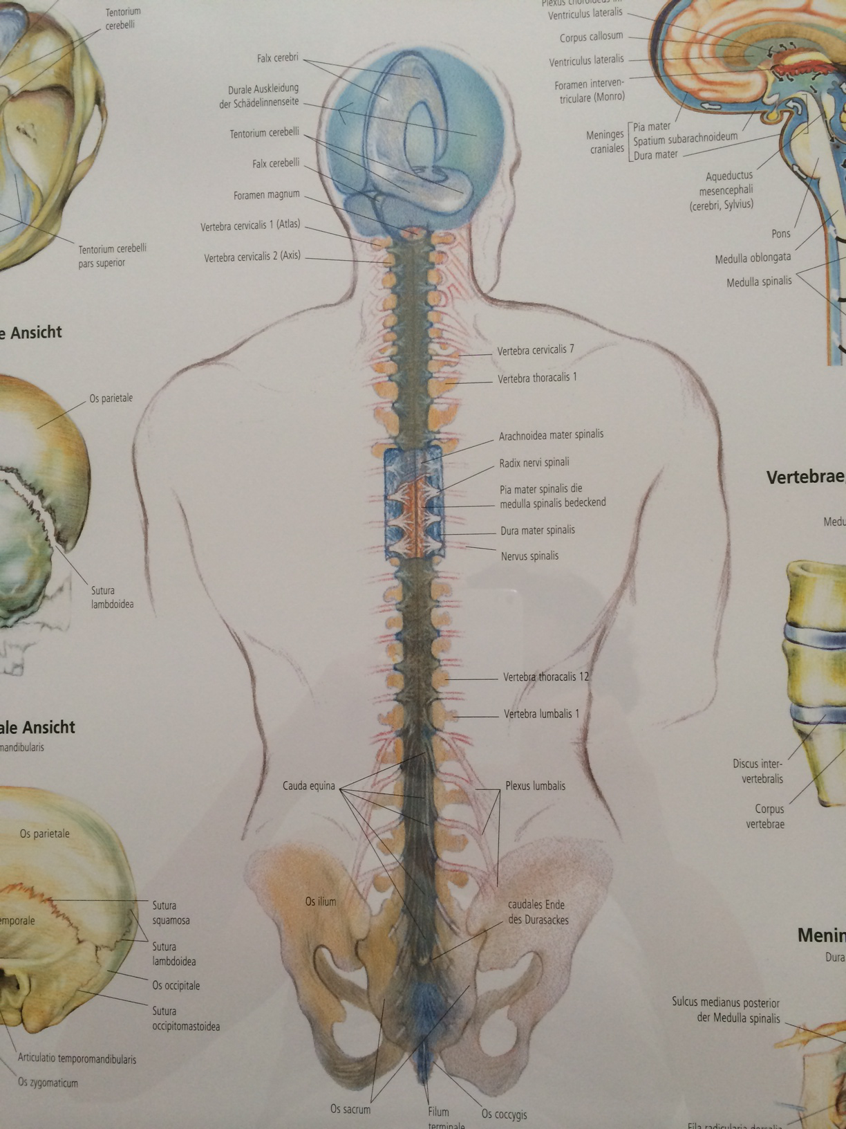 Cranio Sacral Therapie